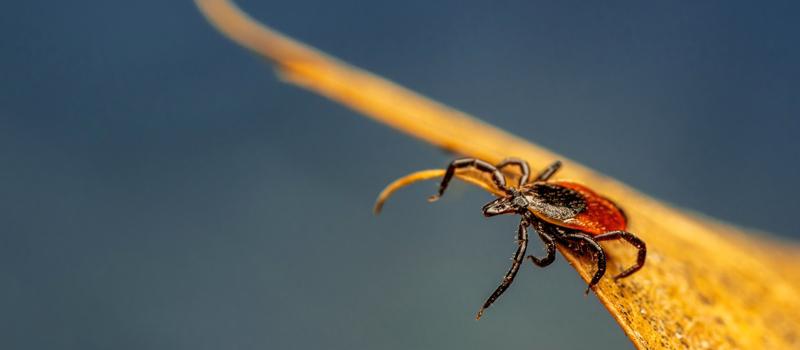 Are Drought Conditions Conducive to Tick and Mosquito Control?