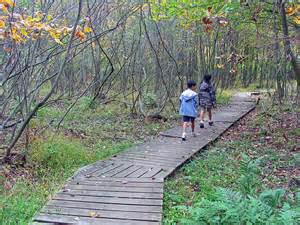 people walking in the woods 