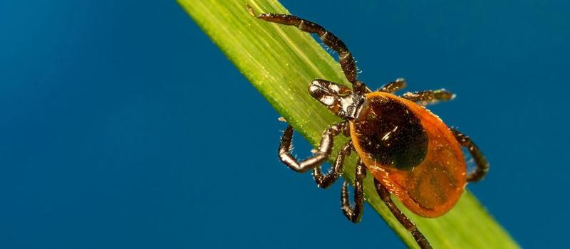 When should I stop treating my yard for ticks?