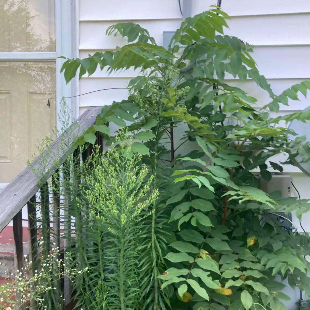 Why Spotted Lanternflies Make Cincinnati Patios Sticky, and What Stops It