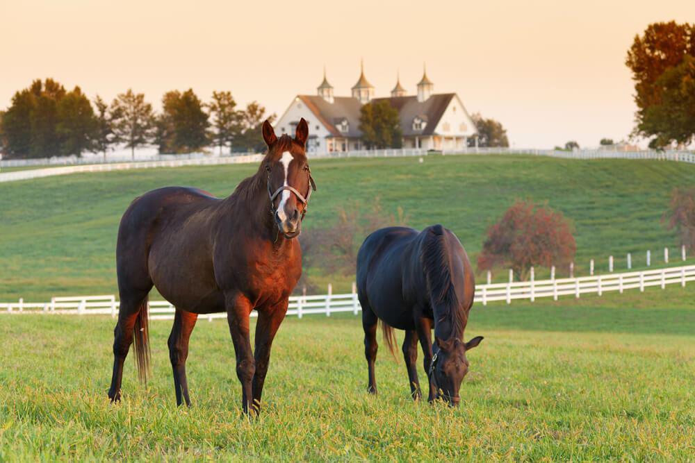 horses 