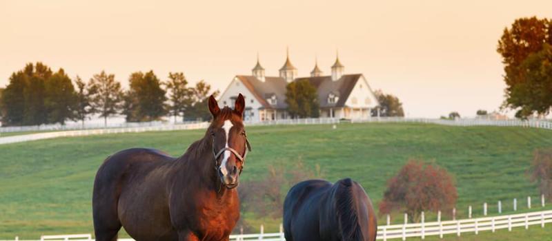 Deadly Eastern Equine Encephalitis Claims the Life of South Carolina Horse