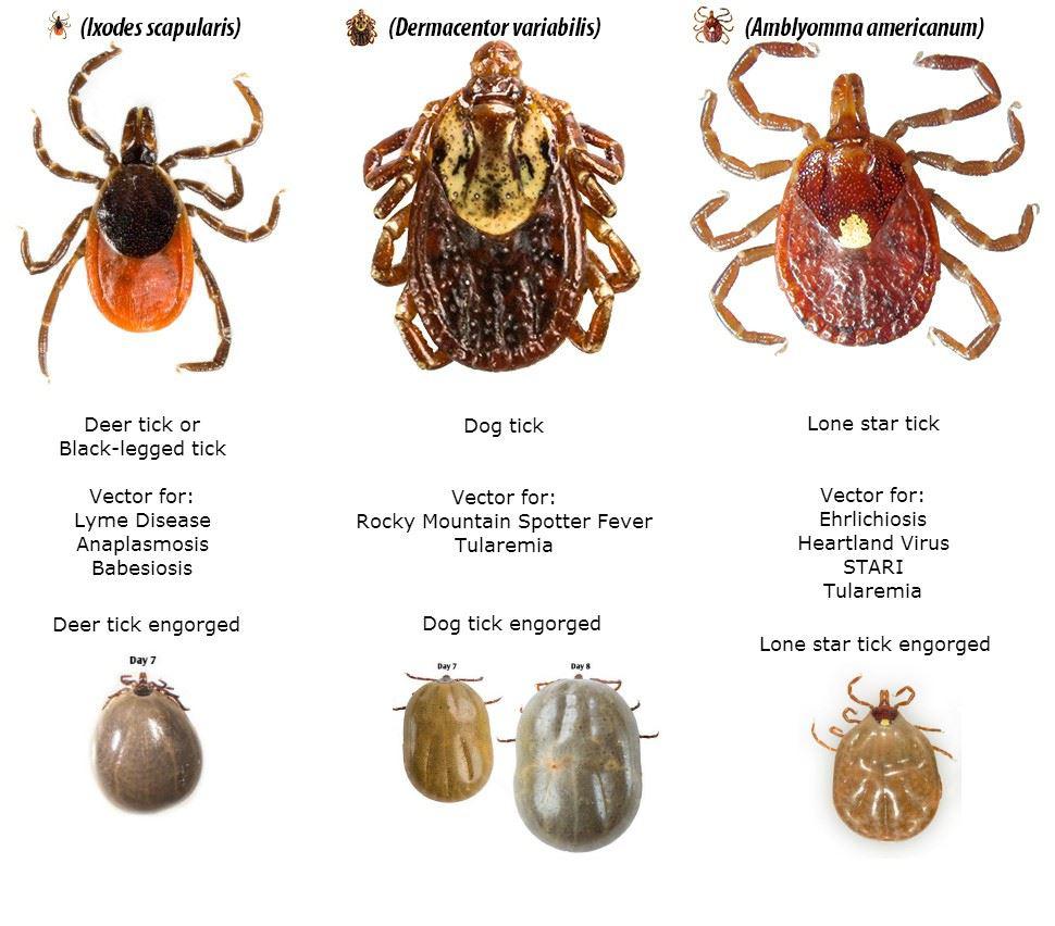 Different types of ticks.