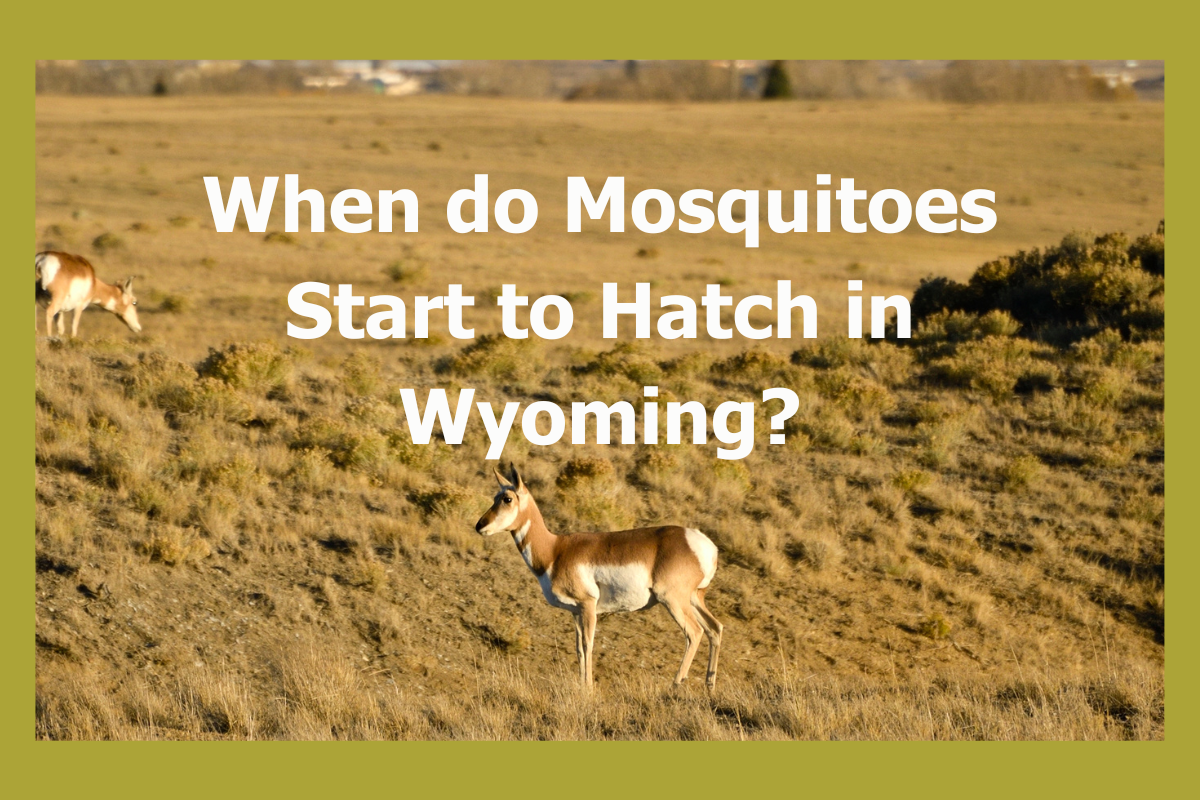 Mosquito Season in Wyoming