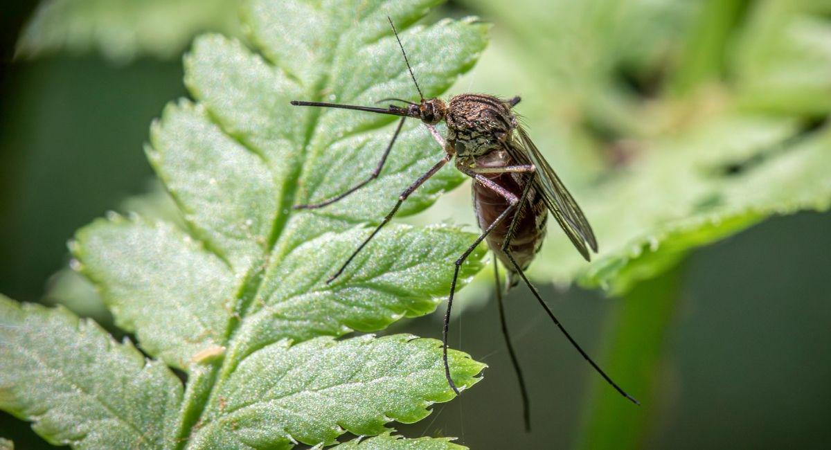 Can I Use My Yard on the Same Day It’s Treated for Mosquitoes?