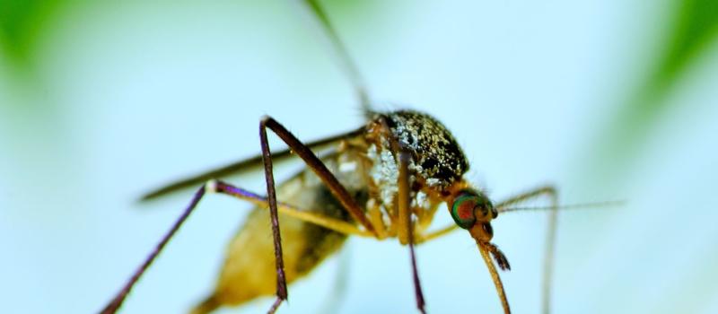 West Nile Virus, Best Combatted with Ellington Mosquito Control