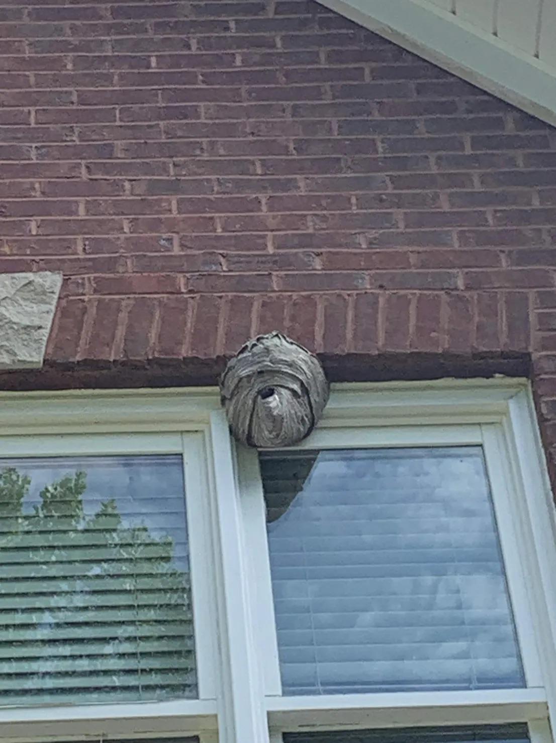 Hornet Removal in Birmingham: Look Down Before You Look Up