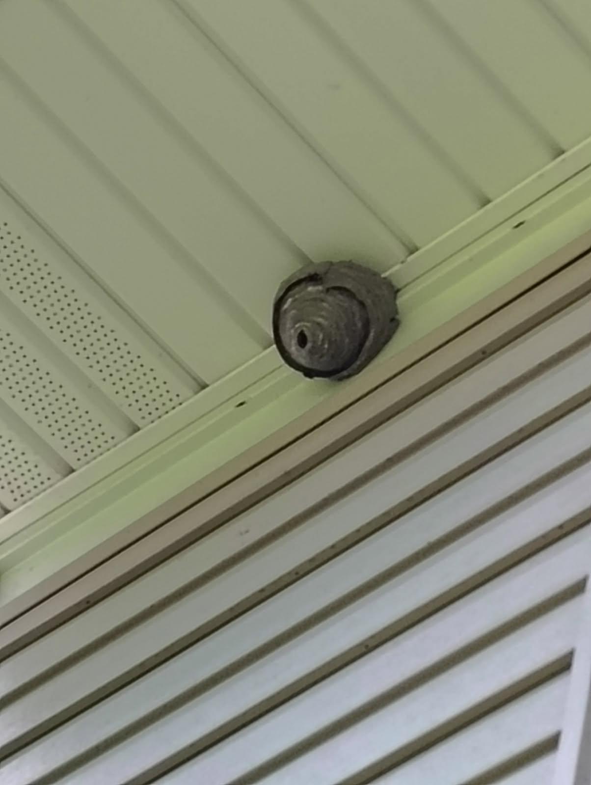 Hornet Removal in Cincinnati: What Homeowners Should Know