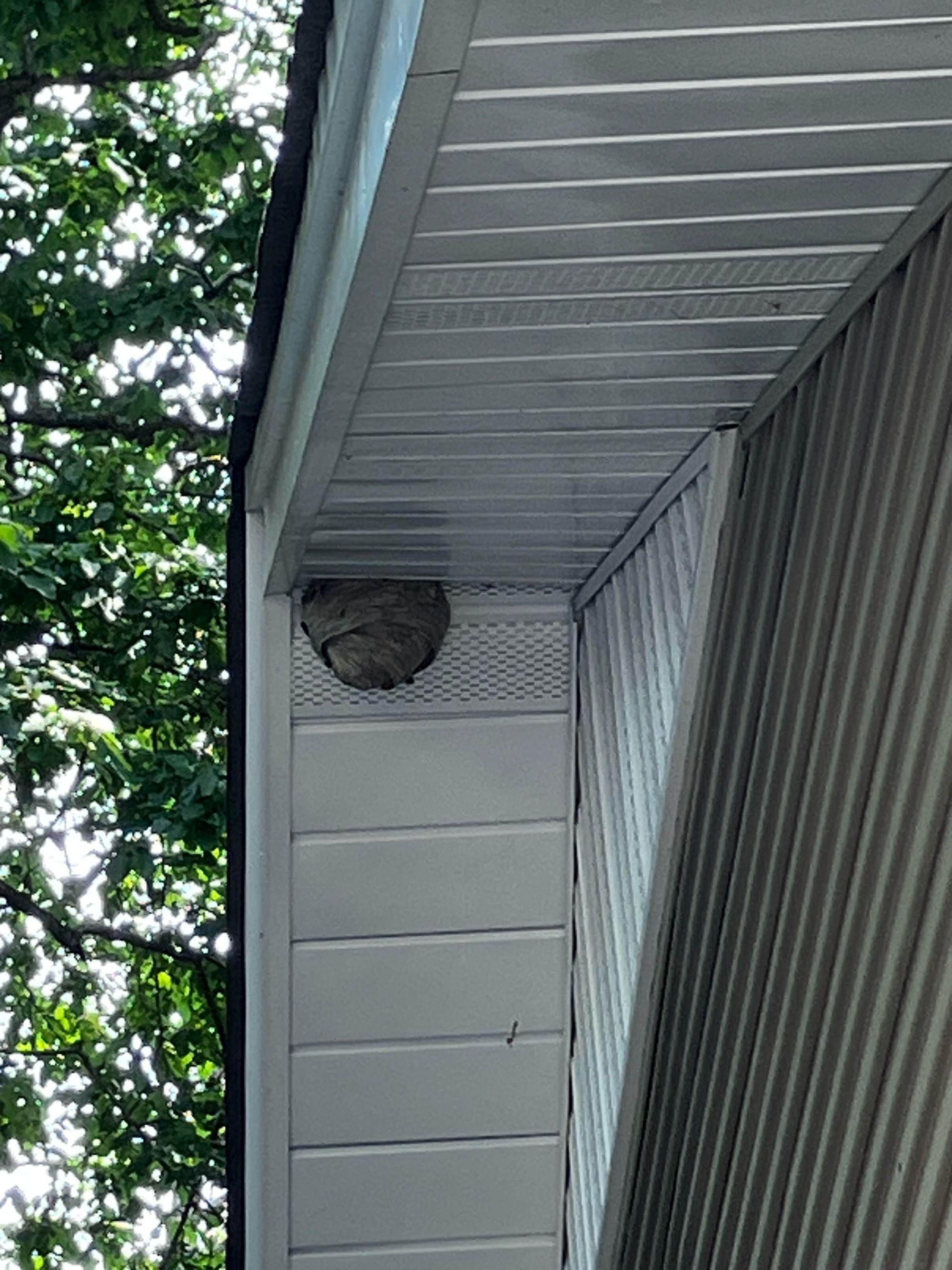 Hornet Removal in Knoxville: The Nests Nobody Was Home to See