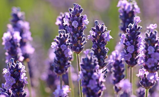 lavendar