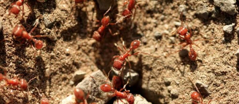 What Attracts Fire Ants to Your House?