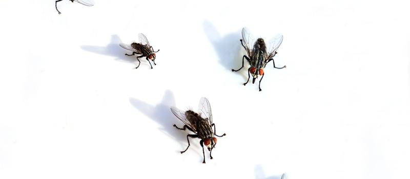 What gets rid of a fly infestation?