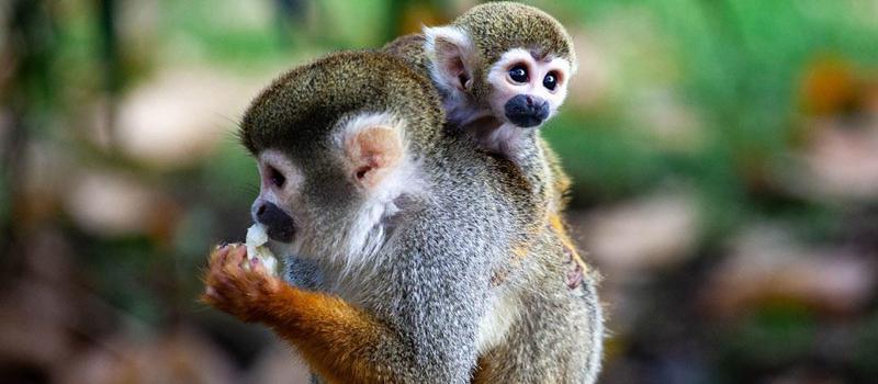 Primates That Can Carry the Zika Virus