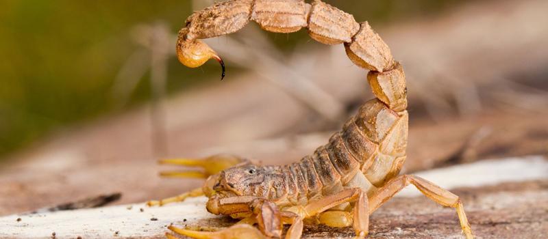 What attracts scorpions?