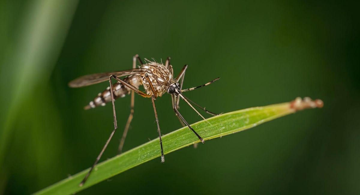 What Color Are Mosquitoes in St. Louis Metro East?