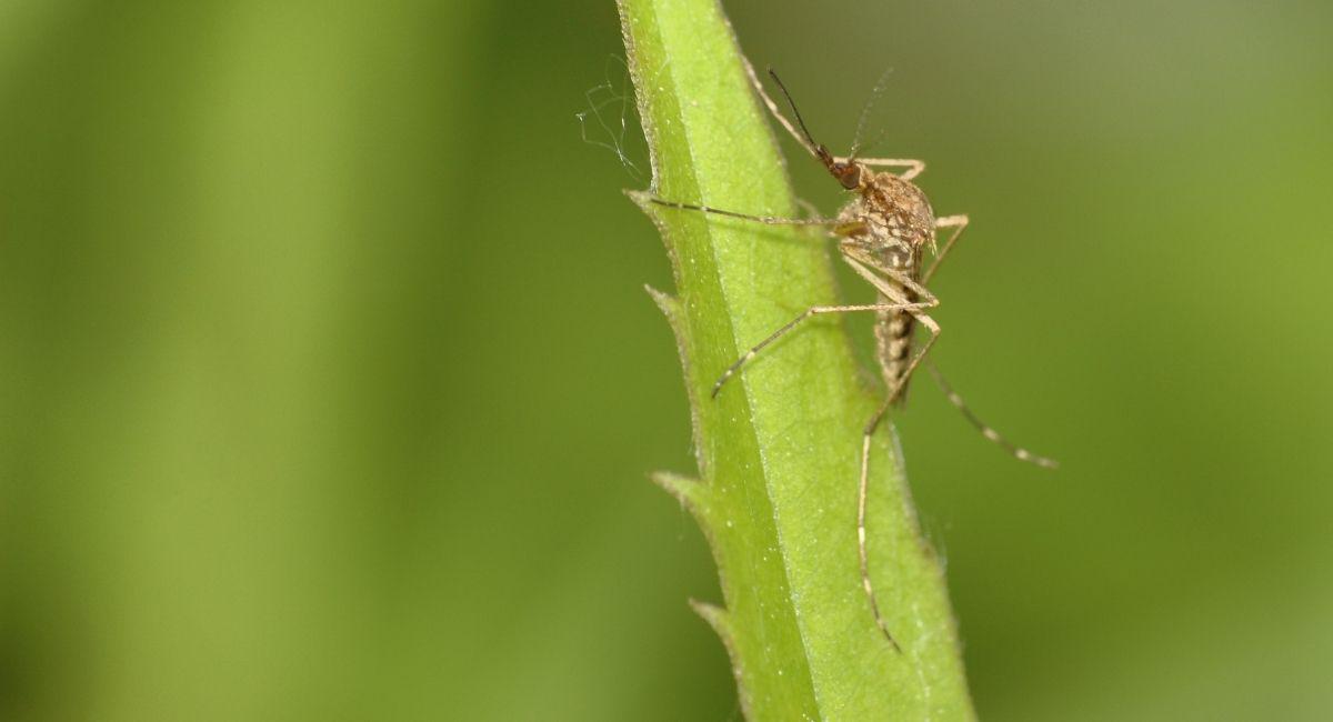 What Do West Nile Virus Mosquitoes Look Like?