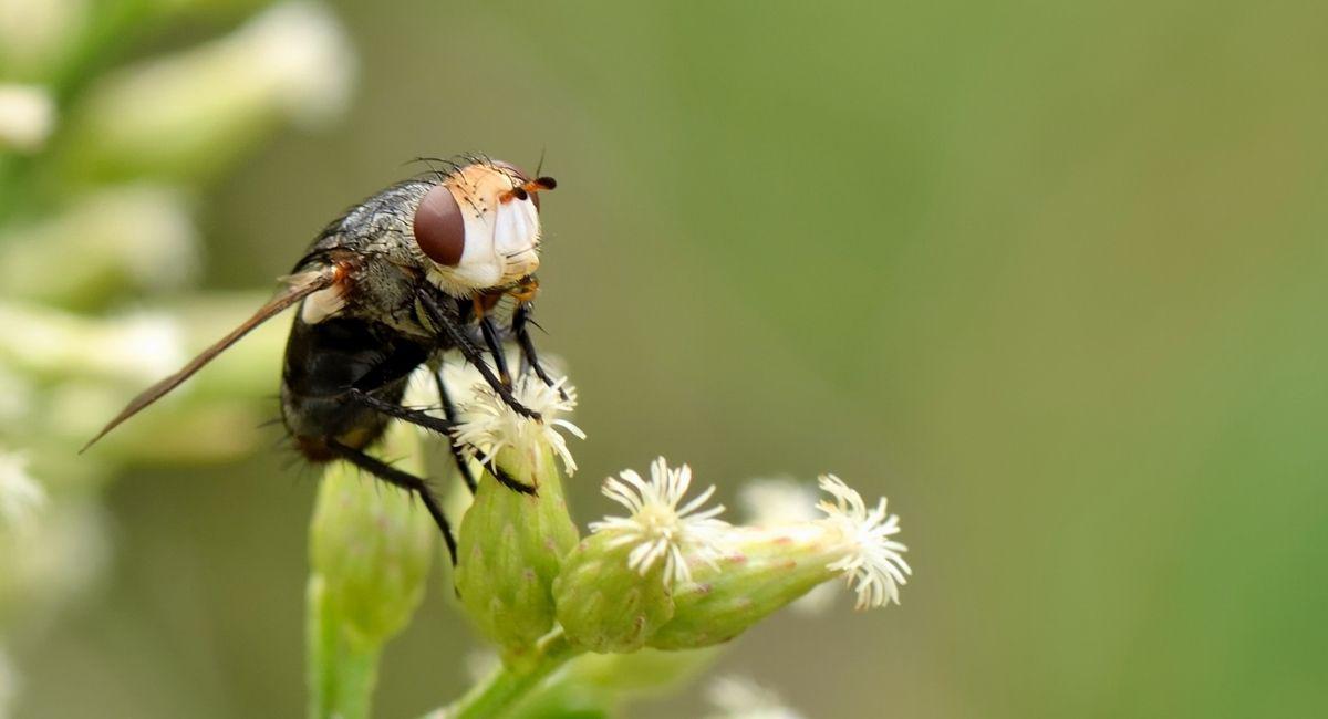 What Is Screwworm and Why Is Texas Paying Attention?