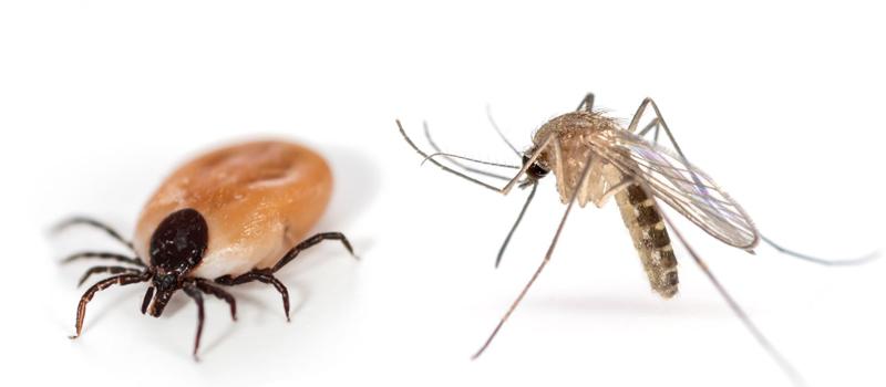 What is the difference between tick control and mosquito control?