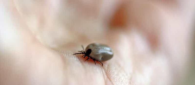 What Should I Do if I Get a Tick Bite? | Tennessee Ticks