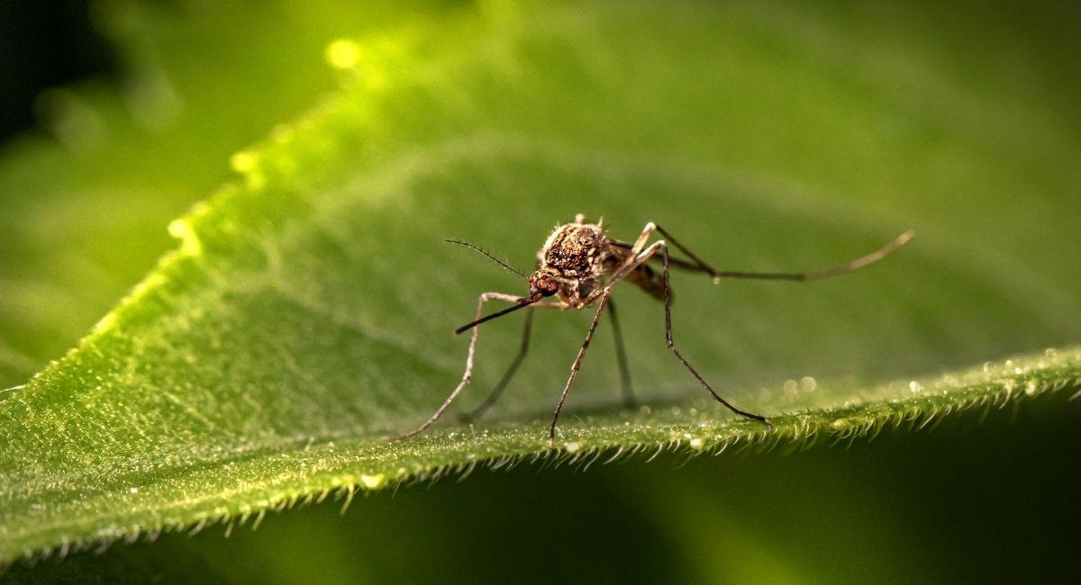 When Does Mosquito Season End in West St. Louis County?
