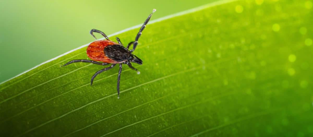 When Should You Treat Your Yard for Ticks?