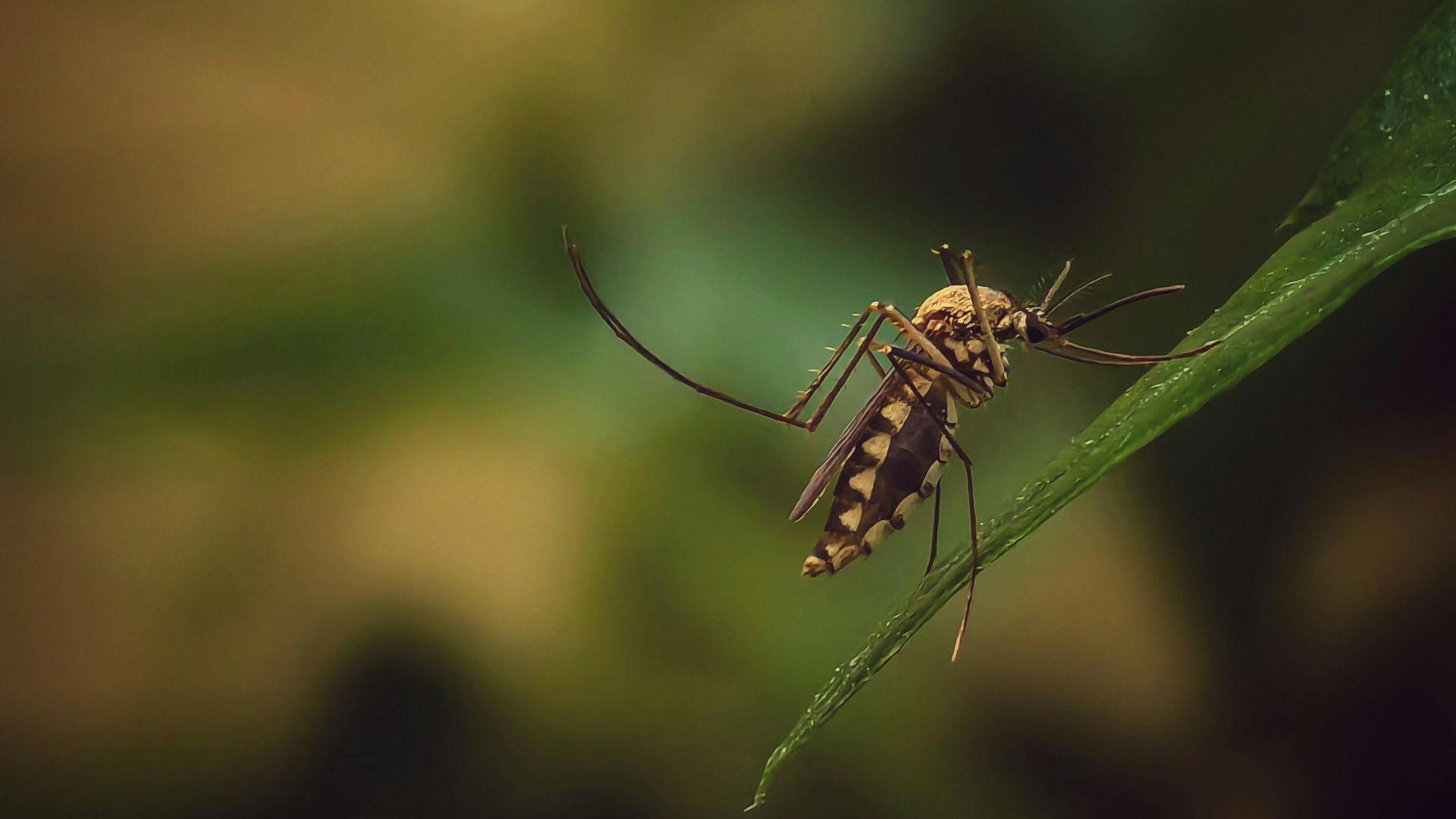 When Should I Have a Mosquito Misting System Installed?