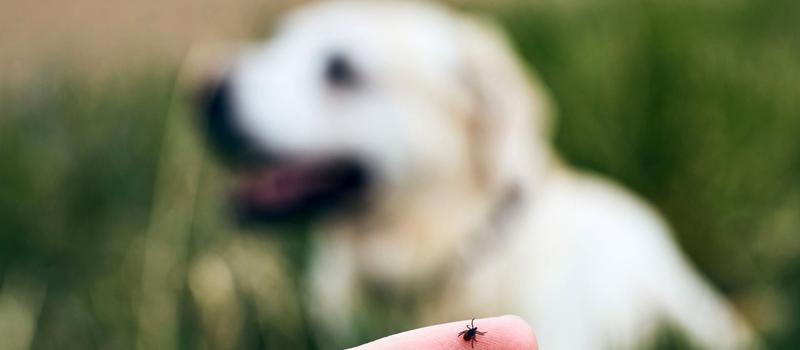 Where might you encounter ticks in Nashville?