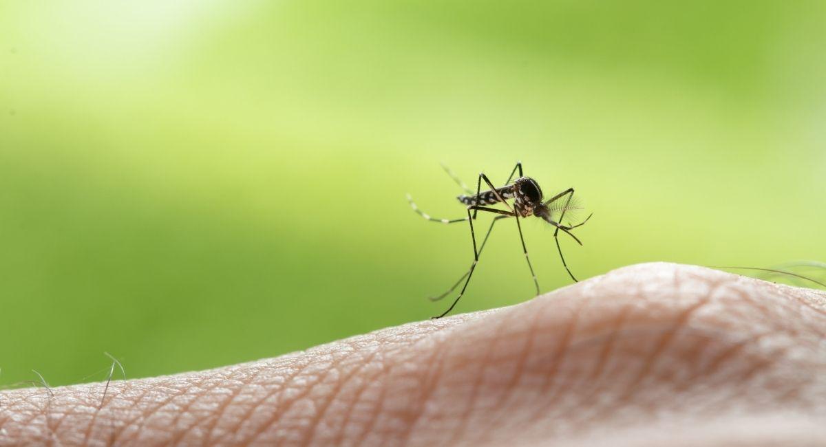 Where Do All These Mosquitoes Come from in Spring?