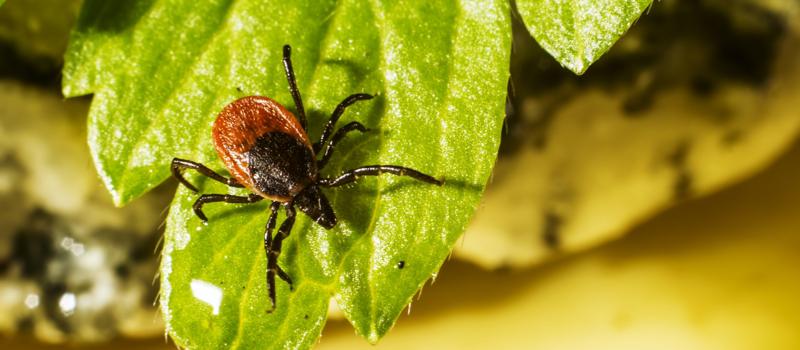 Where Do Ticks Live In Florida?