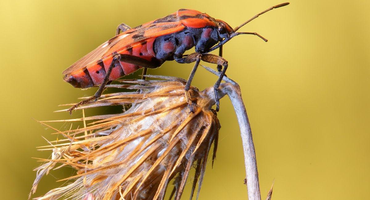 Which Pest Control Plan is Right for Your El Paso Home?
