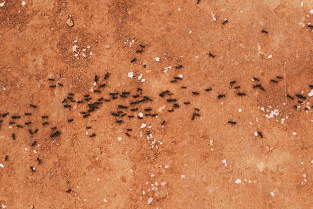Why Are There Ants in My House and Other Questions: Your Guide to Kerr Lake Ant Control