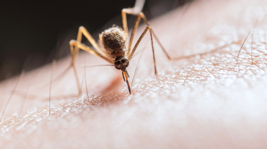 Why DIY Mosquito Control Often Fails