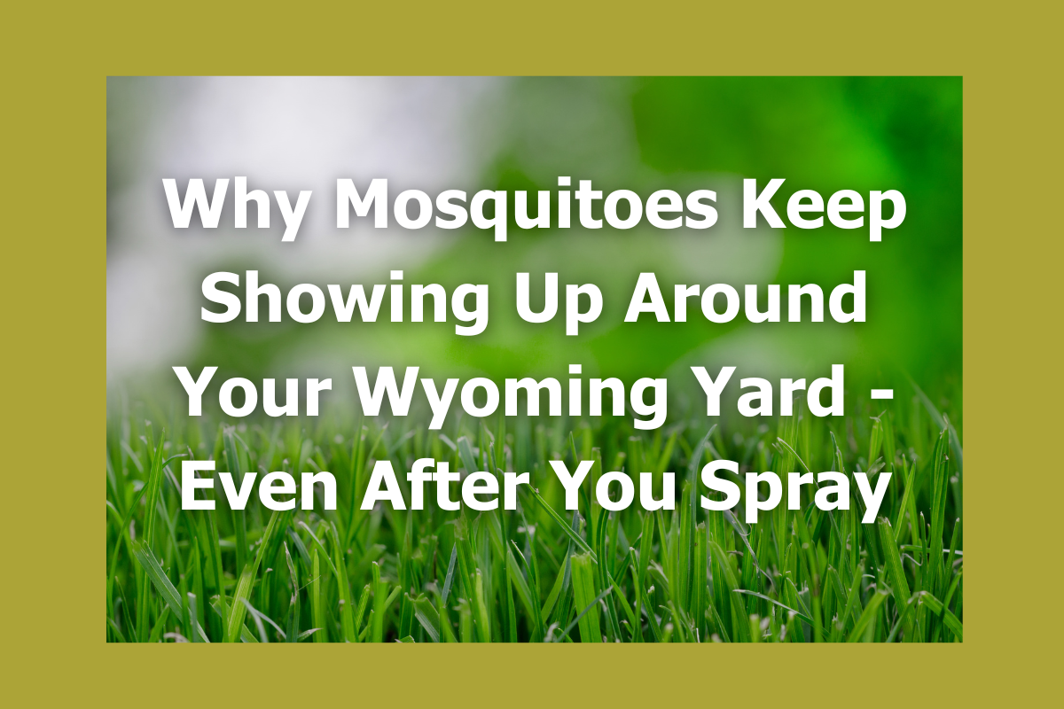 Why Mosquitoes Keep Showing Up Around Your Wyoming Yard — Even After You Spray