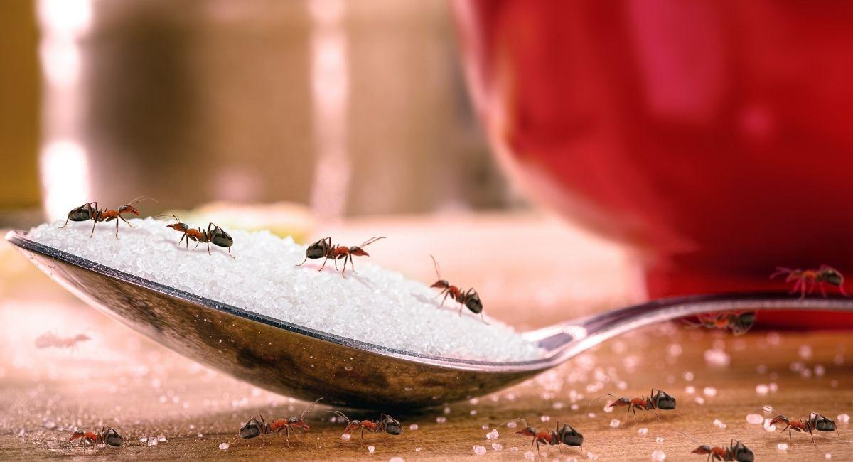 Why Are Ants Suddenly Appearing in My Kitchen?
