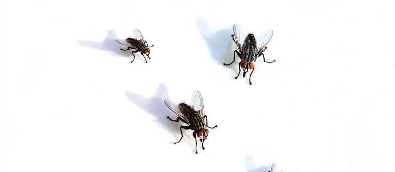 Why Are So Many Flies Buzzing Around My Head?