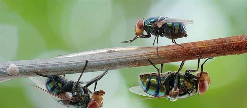 Why Are Flies So Prevalent in Las Cruces?