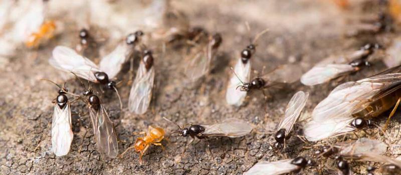 Why are flying ants swarming around my pool?