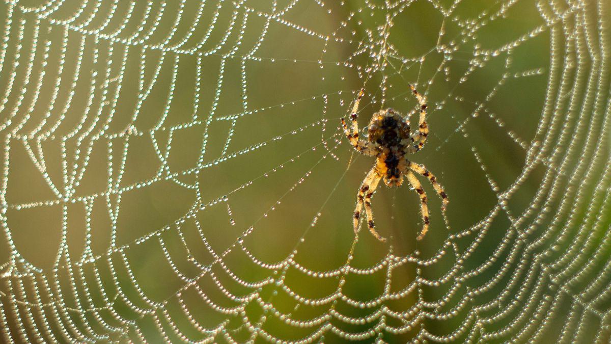 Why Are So Many Spiders in My Yard?