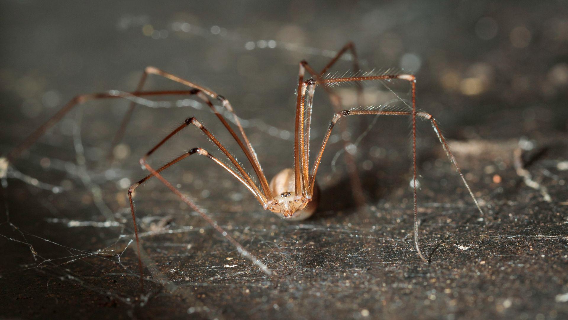 Seeing More Spiders in the Winter? Why It Happens in Las Cruces