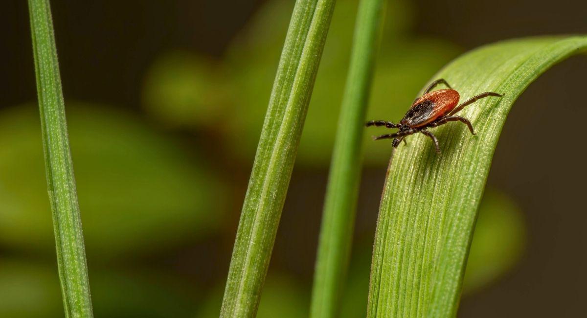 Should I Worry About Ticks in Austin?