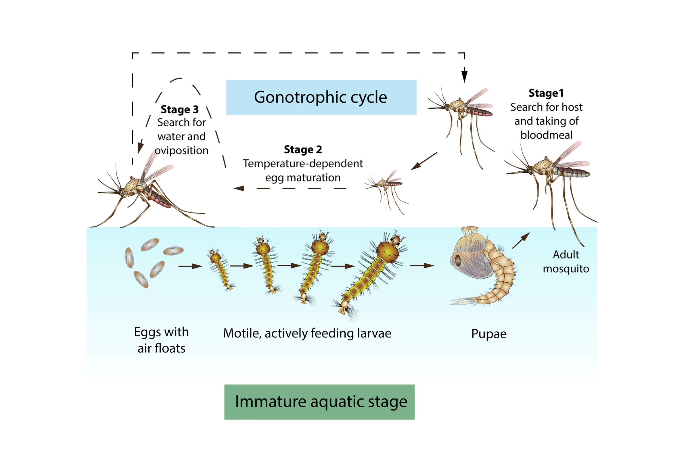 Wyoming Winters Are Brutal. So Why Do Mosquitoes Always Come Back?