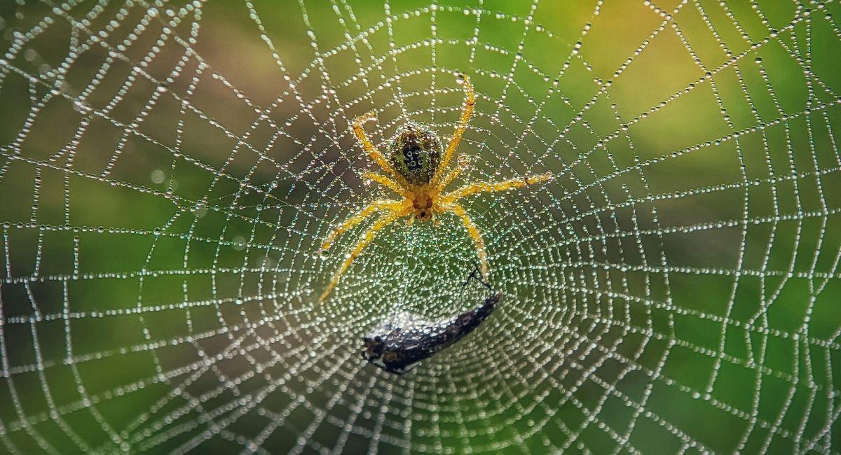 Is Yard Defender Pest Control Right for My Yard?