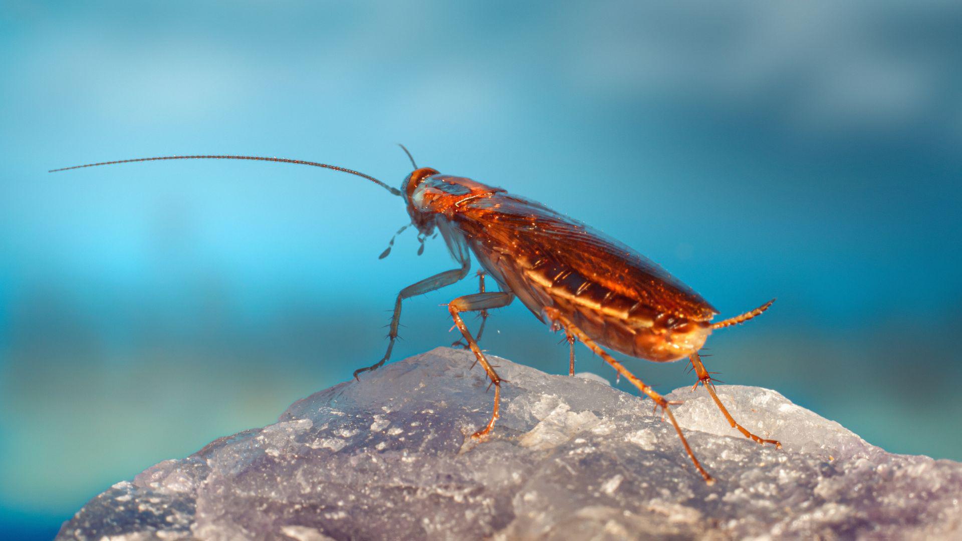 The Importance of Year-Round Las Cruces Pest Control
