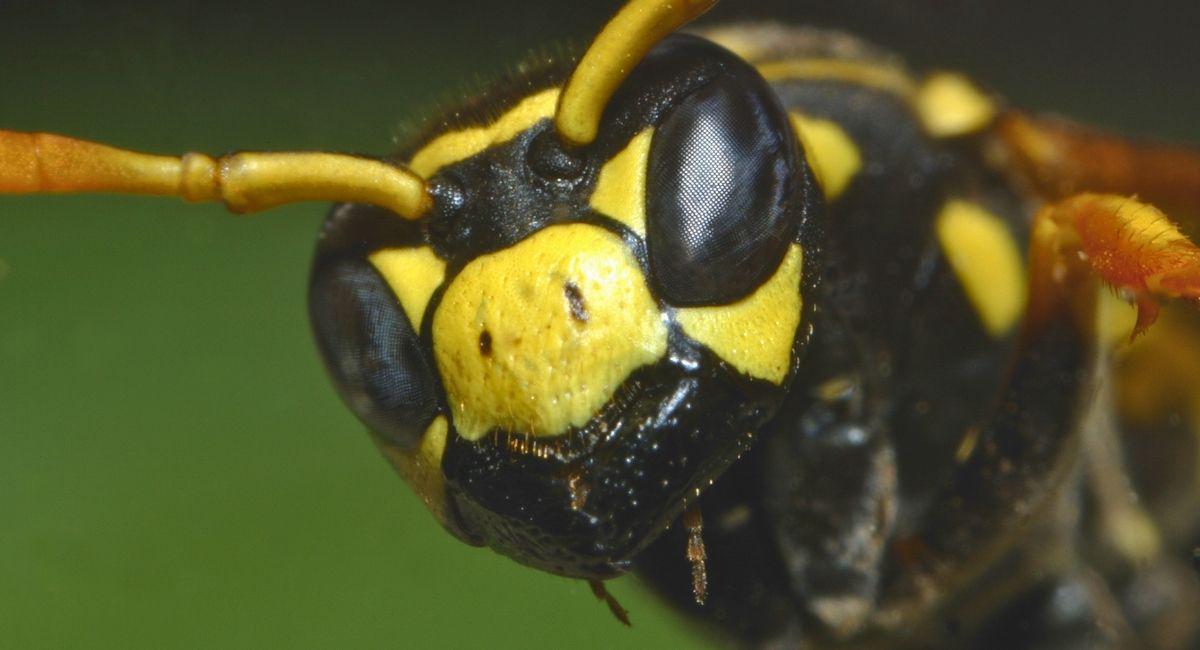 Why Are Yellow Jackets So Aggressive in Late Summer?