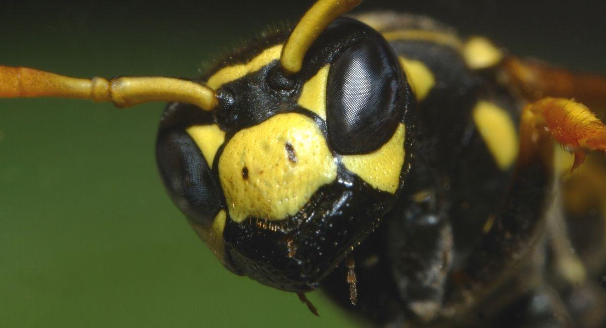 Why Are Yellow Jackets All Around My Patio Right Now?