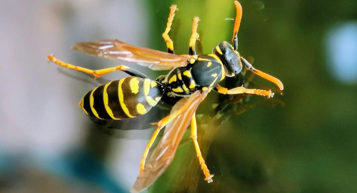 Why Are Yellow Jackets Hanging Around My El Paso Pool?