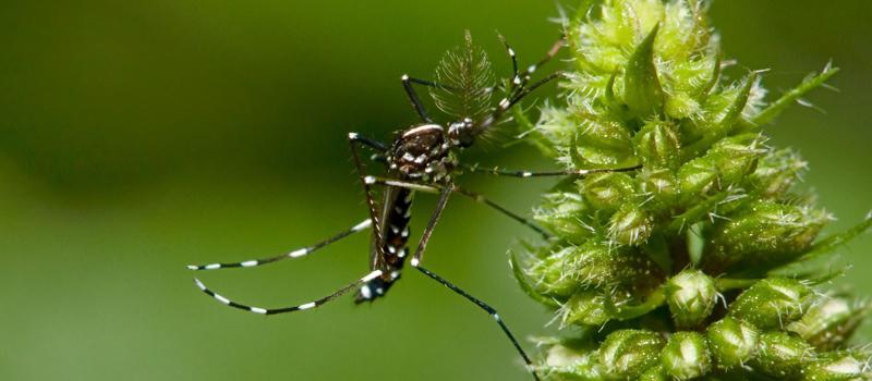 New Tests Proven Effective for Controlling the Zika Mosquito in California