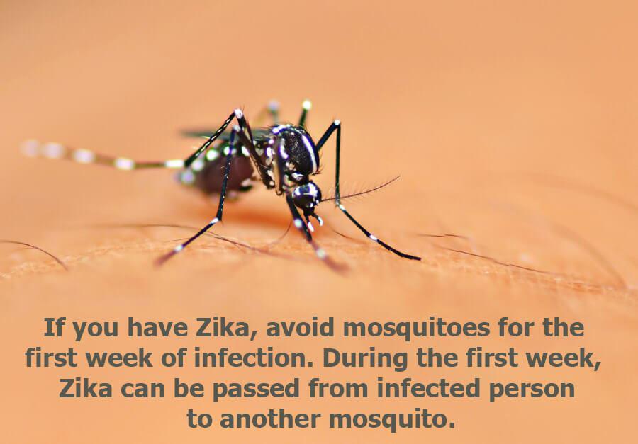 Zika transmitting Aedes Aegypti mosquito.