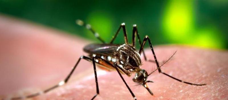 Widely Unknown & Transmitted by Mosquitoes, LaCrosse Encephalitis Virus is in the Carolinas